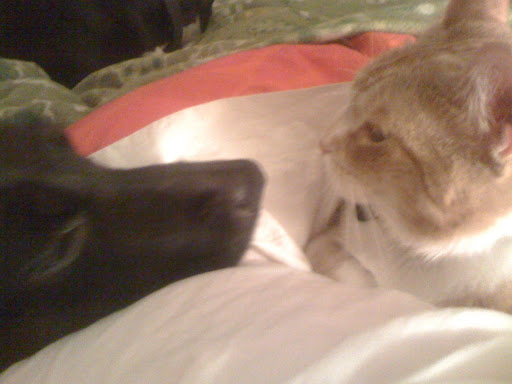 My kitties and doggies live happily and peacefully together. We are a family! My kitties and doggies live happily and peacefully together. We are a family!