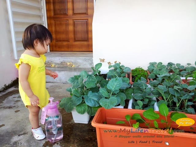 有机蔬菜 有机蔬菜