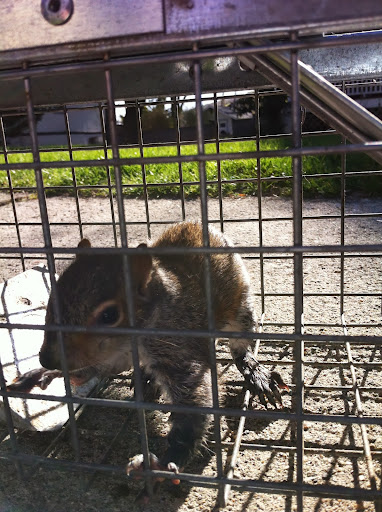 Once Janet told us that Frances needed to get to a wildlife expert- and that it was safe for us to transport her- we coaxed her into a humane trap that Roger had on hand to help others like her. Once Janet told us that Frances needed to get to a wildlife expert- and that it was safe for us to transport her- we coaxed her into a humane trap that Roger had on hand to help others like her.