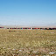 Tianshan - Caravane de camion dans la prairie