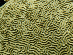 Crazy coral in the Kuna Yala.
