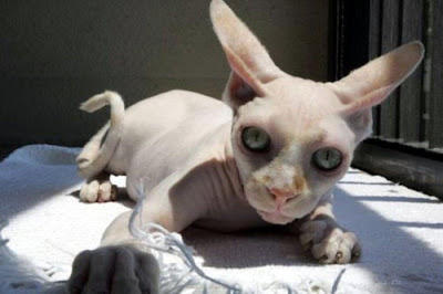 gato-extraterrestre-04.jpg