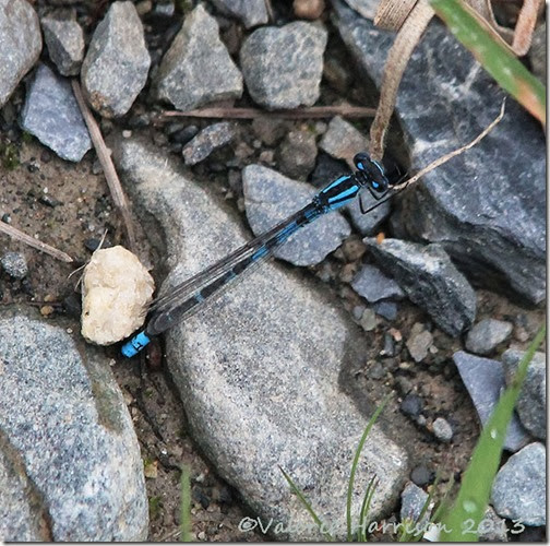 19-blue-tailed-damselfly