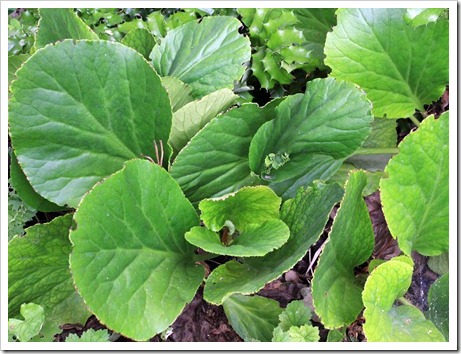 Bergenia-crassifolia