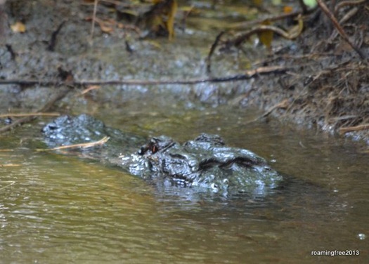 Alligator waiting for fish