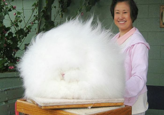 worlds fluffiest bunny2