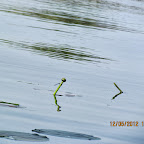 IMG_7817.JPG