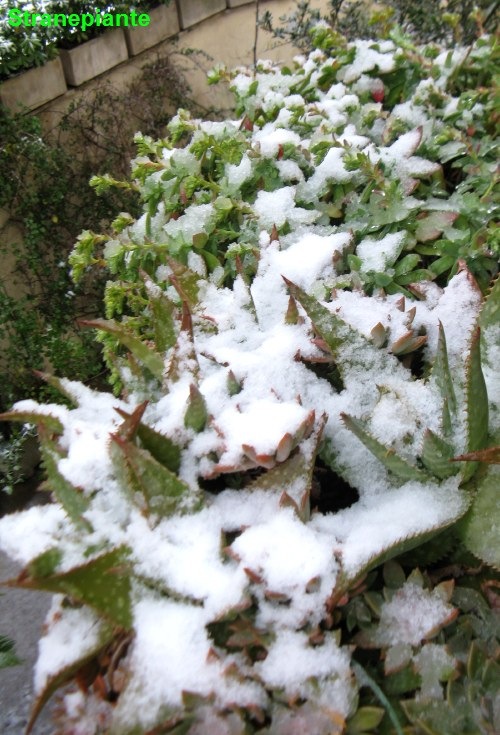 [succulente%2520sotto%2520la%2520neve%25202012%255B3%255D.jpg]