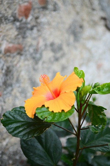[Portofino%2520flower%255B4%255D.jpg]