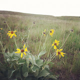 Wild flowers on Mount Sentinel