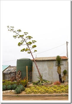 120928_SucculentGardens_agave-stalk2