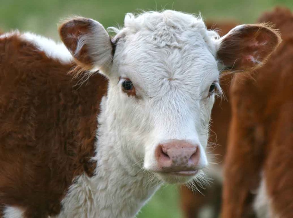 [calf-reference4.jpg]