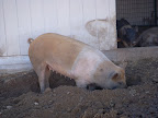 Once funds are raised for Elf, he will join other rescued pigs like Caboose and Macey who, like Elf, were once headed for slaughter through a school agriculture program. But sanctuaries like Animal Acres cannot rescue and care for critters like Elf without much needed support! Once funds are raised for Elf, he will join other rescued pigs like Caboose and Macey who, like Elf, were once headed for slaughter through a school agriculture program. But sanctuaries like Animal Acres cannot rescue and care for critters like Elf without much needed support!