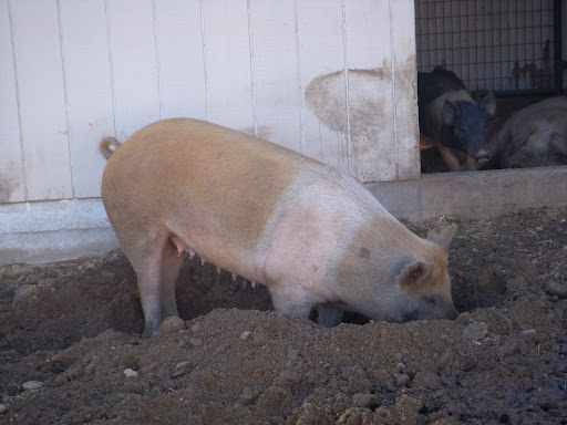 Once funds are raised for Elf, he will join other rescued pigs like Caboose and Macey who, like Elf, were once headed for slaughter through a school agriculture program. But sanctuaries like Animal Acres cannot rescue and care for critters like Elf without much needed support! Once funds are raised for Elf, he will join other rescued pigs like Caboose and Macey who, like Elf, were once headed for slaughter through a school agriculture program. But sanctuaries like Animal Acres cannot rescue and care for critters like Elf without much needed support!
