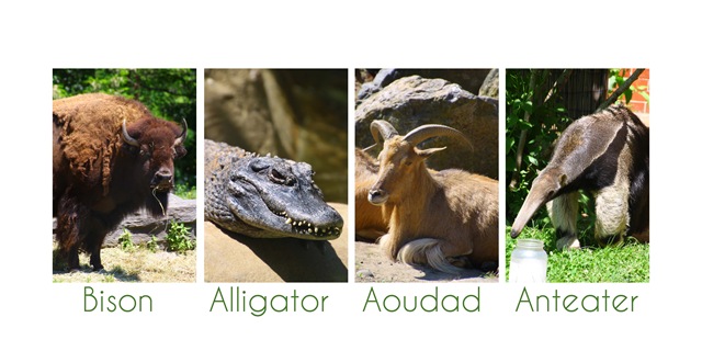 [animals23.jpg]