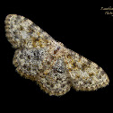 Geometrid Moth