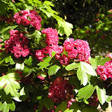 image_from_picasa