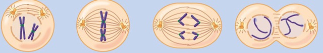 [MITOSIS%2520AND%2520Meiosis%2520good%255B6%255D.jpg]