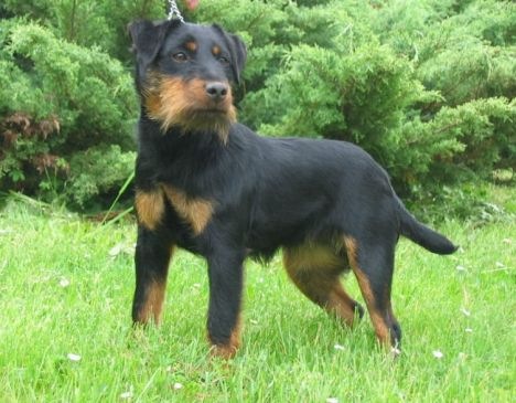 [terrier%2520cazador%2520aleman%255B4%255D.jpg]