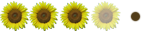 Girasol (3'5) Girasol (3'5)
