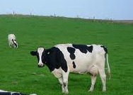 [cows2012%255B6%255D.jpg]