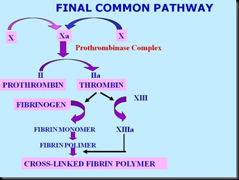 Final Common Pathway