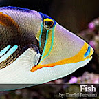 Exotic Fish Photography on the Cheap