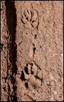 impronte di lupo 14-869