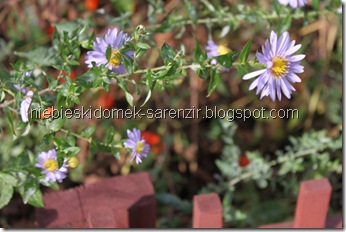 IMG_4835m IMG_4835m