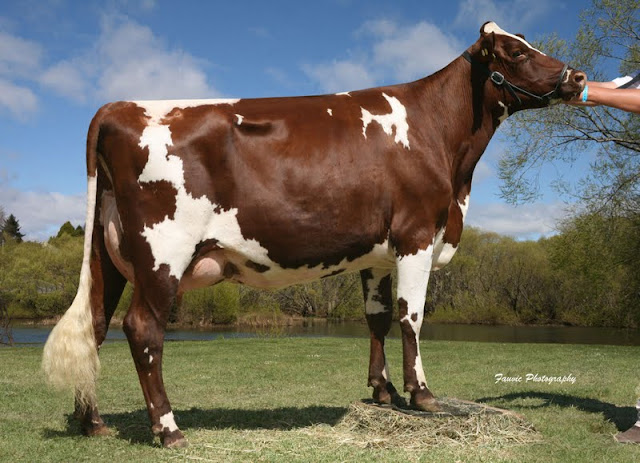 Myrtlehome W Ladybird 2.jpg