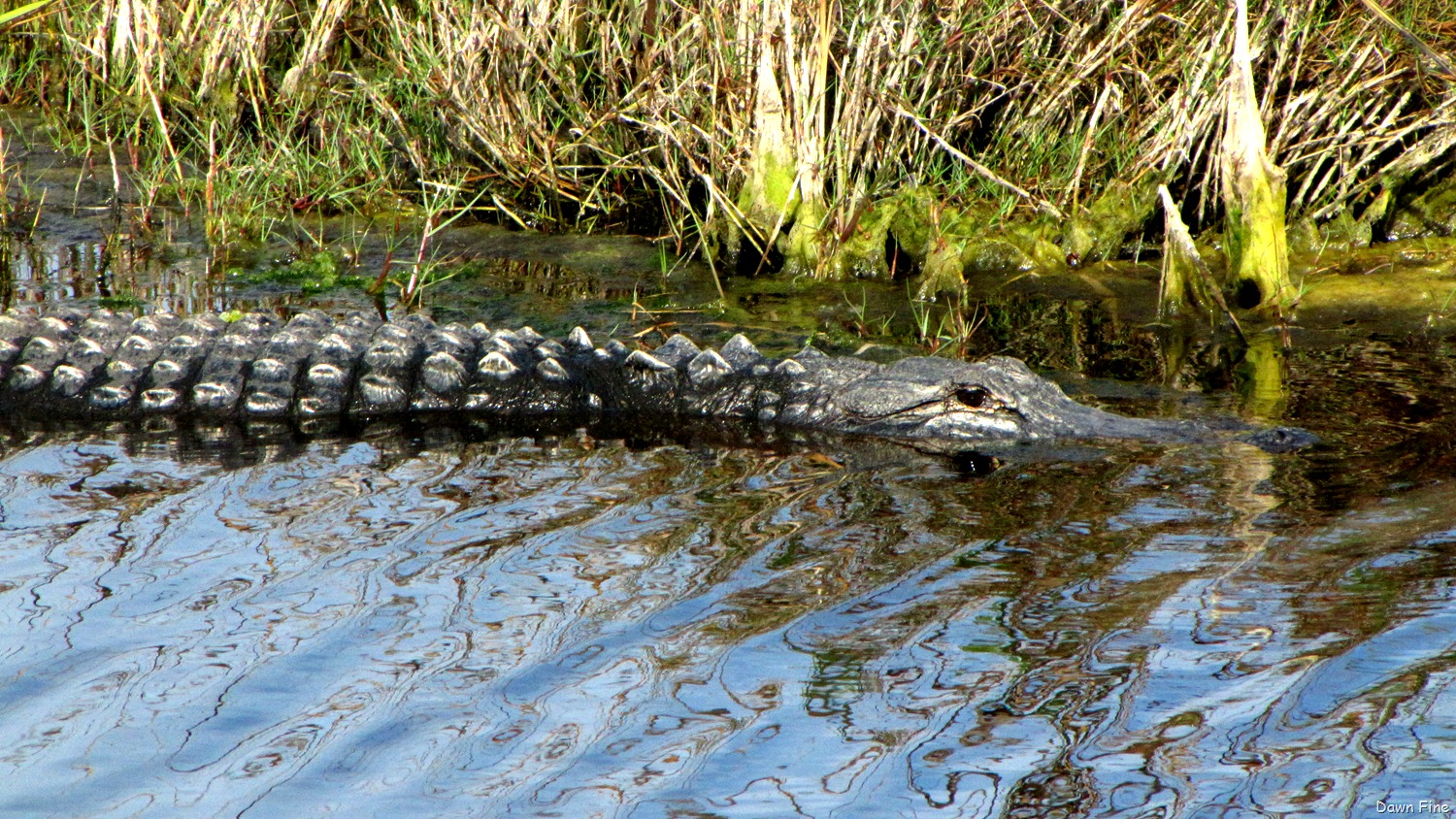 [Gator-and-Pea--6910.jpg]