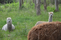 DSC_4246.JPG
