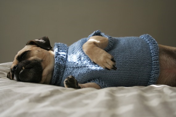 DogSweater1