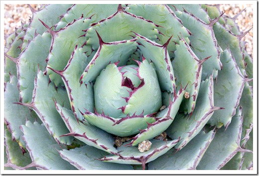 120929_SucculentGardens_Agave-potatorum_01