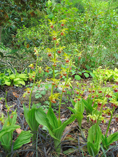 Another stunning orchid in the Japanese woodland - this one is Calanthe tricarinata. Though it looks rather tropical and exotic, it's actually hardy to zone 6.