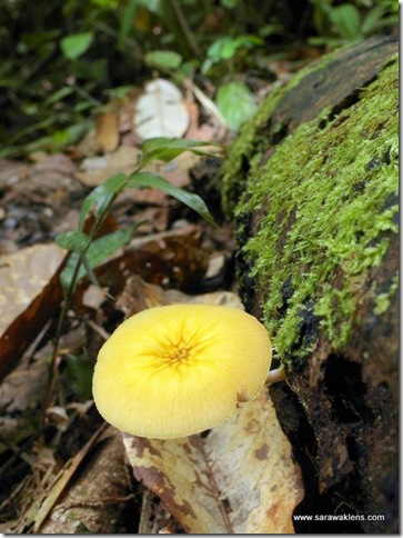 yellow_mushroom_2