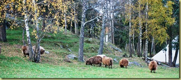 Autumn 2011 - Viking Sheeps grassing Oct 16
