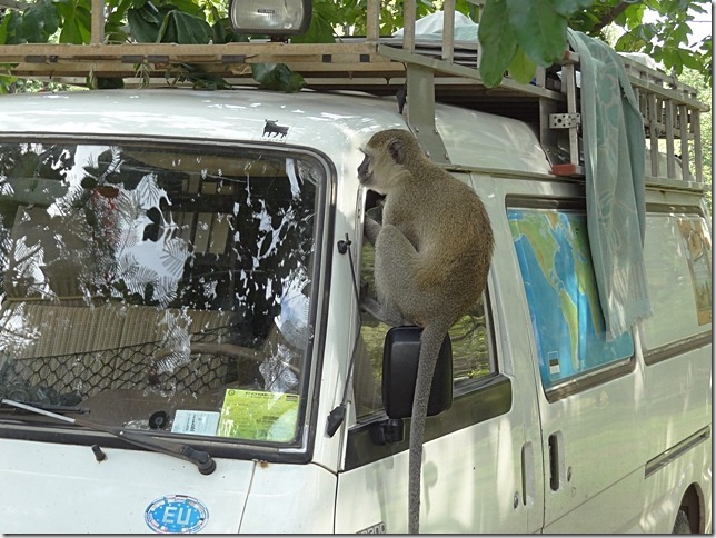 Mazda_van_and_baboon Mazda_van_and_baboon