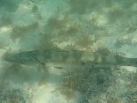 IMG_4583.jpg