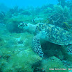 Hawksbill_turtle (2).jpg