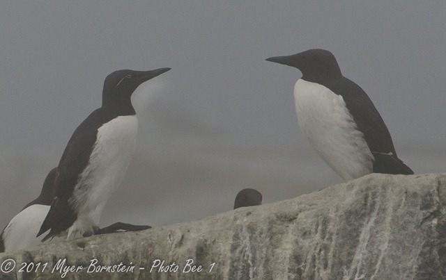 [Common%2520Murre%2520and%2520Bridled%2520Form%2520MSB_8070%2520NIKON%2520D300S%2520July%252003%252C%25202011%255B11%255D.jpg]