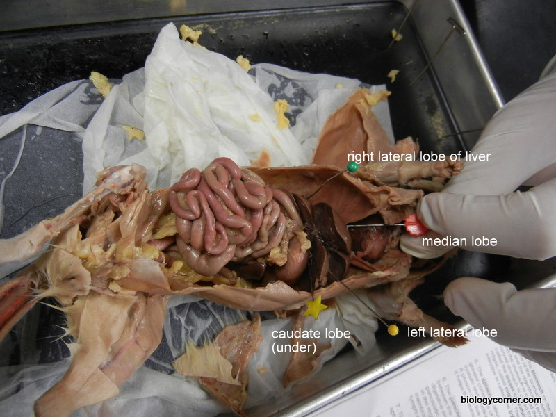 rat_liver_pinned_labeled.JPG