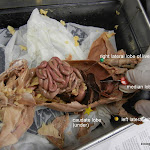 rat_liver_pinned_labeled.JPG