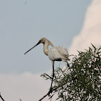 IMG_6709.JPG