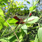 IMG_2533.JPG