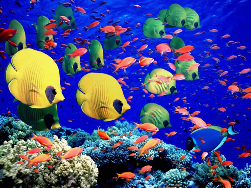 [Great-Barrier-Reef-Holiday-Reef-Fish%255B3%255D.jpg]