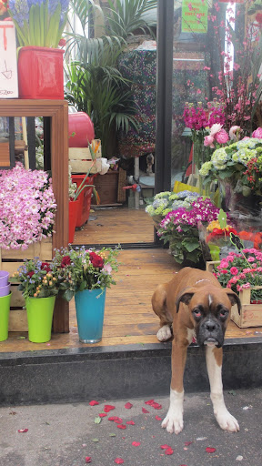 Dante was there running the flower stand... oh and if you look closely, you can see his buddy Hugo helping out in the back... Dante was there running the flower stand... oh and if you look closely, you can see his buddy Hugo helping out in the back...