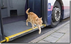 gatto autobus