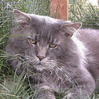 IC MtKittery Bemis, DM mtkittery_bemis.jpg