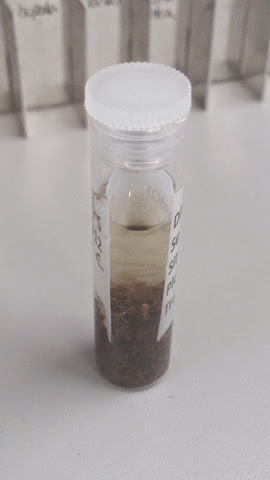 A tube of termites sorted from a Soil Biodiversity Group litter sample